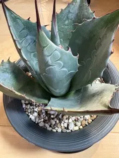 2026年最新】オリザバ パリーの人気アイテム - メルカリ