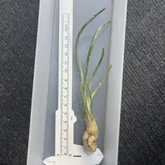 2025年最新】アストロフィツム カプトメデューサの人気アイテム - メルカリ