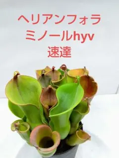 ヘリアンフォラ三点セット 2025年最新】ヘリアンフォラの人気アイテム - メルカリ