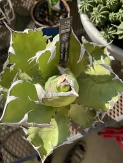 鉢・プランター Invisible ink MDD\"S BONES\"BT 2025年最新】invisible inkの人気アイテム - メルカリ