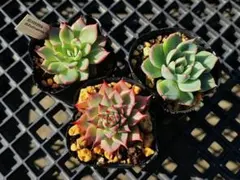 mlpl様 リクエスト ケーレス3種×2セット イエコラ2個 まとめ商品 mlpl様 リクエスト ケーレス3種×2セット イエコラ2個 まとめ商品