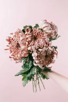 レア　菊　挿し木苗　ニ苗 レア 菊 挿し木苗 ニ苗 - メルカリ