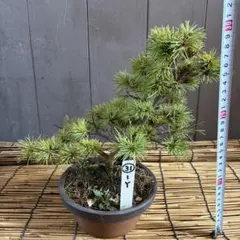 2026年最新】五葉松の人気アイテム - メルカリ