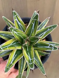 2025年最新】笹の雪 黄覆輪の人気アイテム - メルカリ