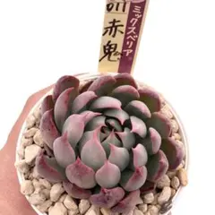 ゆ*こ様 【極上苗】ミックスベリア 赤鬼 多肉植物 おらいさん 自家繁殖苗