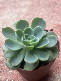 2025年最新】多肉 七福神の人気アイテム - メルカリ