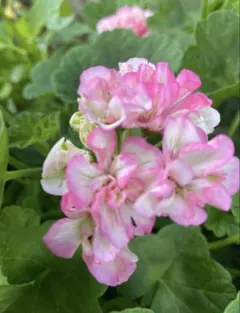 匿名配送】7/27D バラ咲きゼラニウム エンゼルブーケ 苗 ゼラニューム