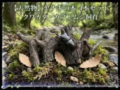 2026年最新】昆虫用止まり木・インセクトシェルターの人気アイテム