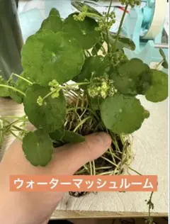 ウォーターマッシュルーム1ポット　ビオトープ　無農薬のサムネイル