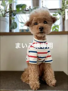 まいこ様専用　犬服　ハンドメイド