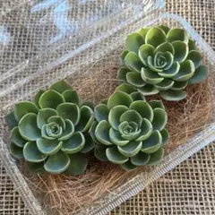 売却済み⑦⑧多肉　七福神　2ポットセット　ポットごと発送 2025年最新】多肉 七福神の人気アイテム - メルカリ