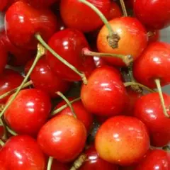 果物　さくらんぼ　佐藤錦のサムネイル