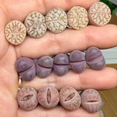 ぴっぴ様 リクエスト 6点 まとめ商品