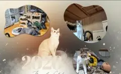 Item thumbnail for item 3cccf48c-6556-4a28-887f-96483e106a53