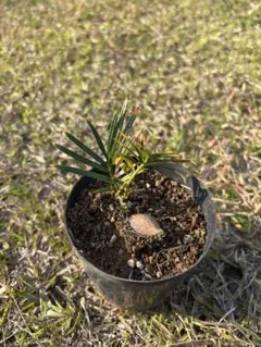 2026年最新】金環ソテツの人気アイテム - メルカリ