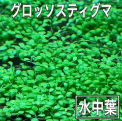 あずぅ様 リクエスト 2点 まとめ商品