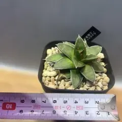 2026年最新】アガベ 王妃笹の雪 a型の人気アイテム - メルカリ