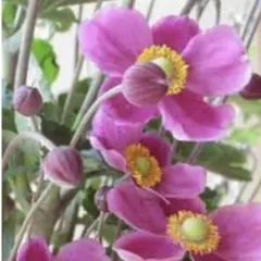 秋明菊ダイアナのタネ 200粒以上