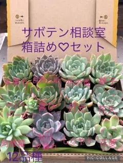 多肉植物 サボテン相談室♡箱詰めセット(メルカリ便) メルカリ便】多肉植物 紫の上 サボテン相談室 ＊古い札付き - メルカリ