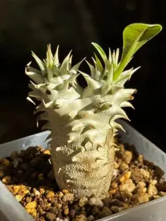 パキポディウム 恵比寿大黒 実生 良株 塊根植物 コーデックス