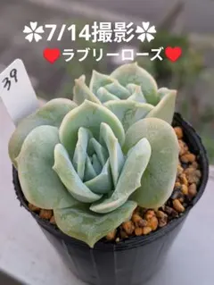 ラブリーローズ錦（黄斑、暗斑）多肉植物 - メルカリ