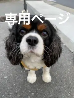 専用ページ