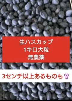 大粒♡生ハスカップ1キロのサムネイル