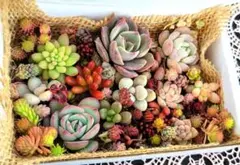 多肉植物詰め合わせ⑨ カット苗 ちまちま寄せにも