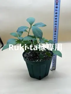 Ruki-ta様専用　琉球藍　苗