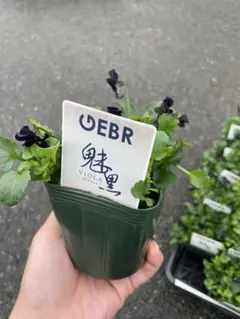 2026年最新】ゲブラ ビオラの人気アイテム - メルカリ