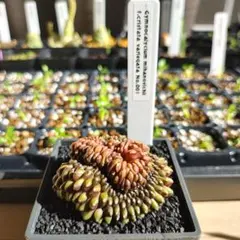 ギムノカリキウム 緋牡丹錦 綴化のサムネイル