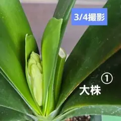 kajumaru様 リクエスト 2点 まとめ商品