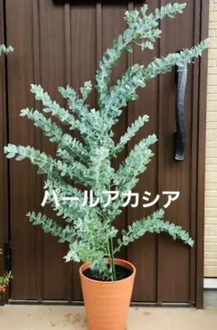 サルフレア 苗 ・ シルバースター（枝変わり）コニファー2種セット