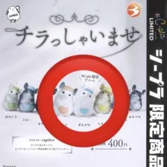 チンチラ　チラっしゃいませ　3種セット　C-pla限定入り