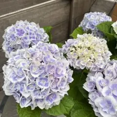 ☆サカモト園芸☆シャルムとモンテの2色植え☆5号鉢☆月末発送☆購入