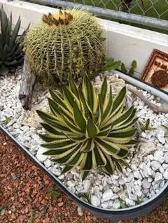 2025年最新】アメリカーナ錦の人気アイテム - メルカリ