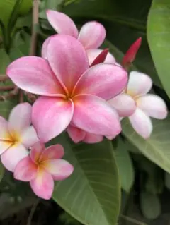 プルメリア　6苗セット　レア品種あり　札落ち 楽天市場】プルメリア（苗物｜ガーデニング・農業）：花