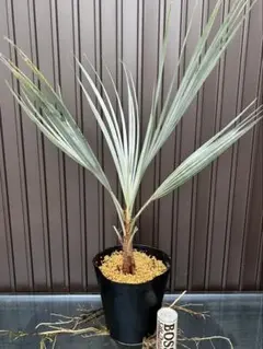 W3希少耐寒性ヤシ ブラヘア アルマータ 8号鉢実生6年生小葉(ドワーフ)タイプ W3希少耐寒性ヤシ ブラヘア アルマータ 8号鉢実生6年生小葉