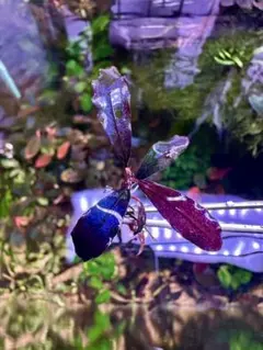 2025年最新】bucephalandra sp. ghost kalimantanの人気アイテム