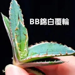 2025年最新】アガベ bb錦の人気アイテム - メルカリ