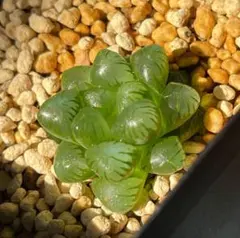 多肉植物　ハオルチア　オブツーサ　トゥルンカータ美株②