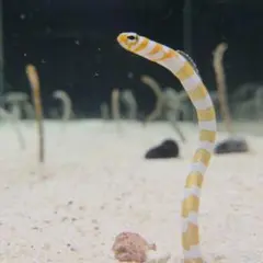 カネチャン様