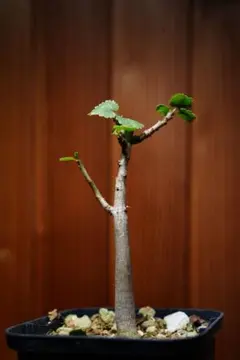 2025年最新】コミフォラの人気アイテム - メルカリ