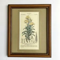 2025年最新】アンティークボタニカルアートの人気アイテム
