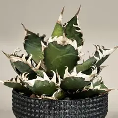 2025年最新】アガベ レッドキャットウィーズルの人気アイテム - メルカリ