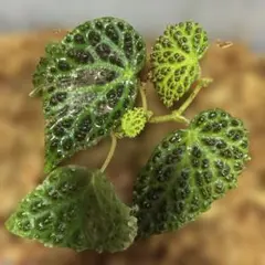 原種ベゴニア / Begonia murina - メルカリ