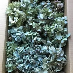 いっちゃん様専用】アジサイ 深紫〜黄緑、赤紫〜黄緑 大中ブーケ 茎有6