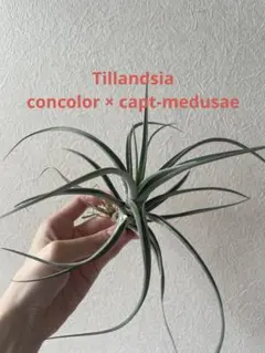Tillandsia kautskyi （成長点異常） Tillandsia Kautskyi 成長点異常？ 速達発送 - メルカリ