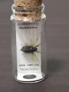 2025年最新】標本瓶の人気アイテム - メルカリ 鮫 標本 ガラス瓶