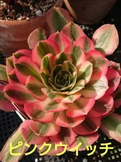 miwako様 リクエスト 2点 まとめ商品